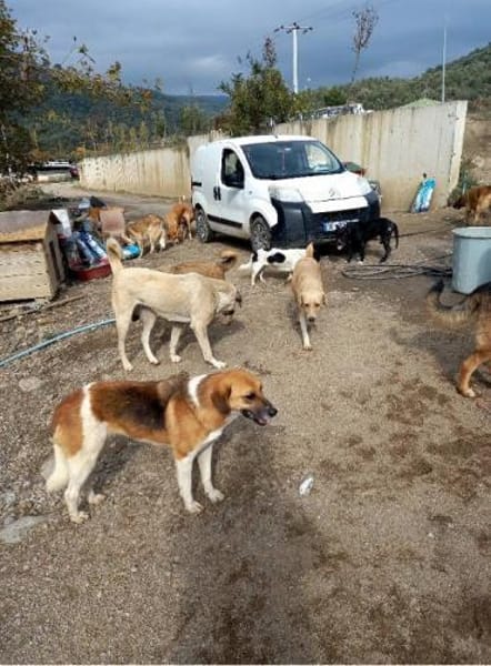 Das Leid unserer Hunde in der Türkei !