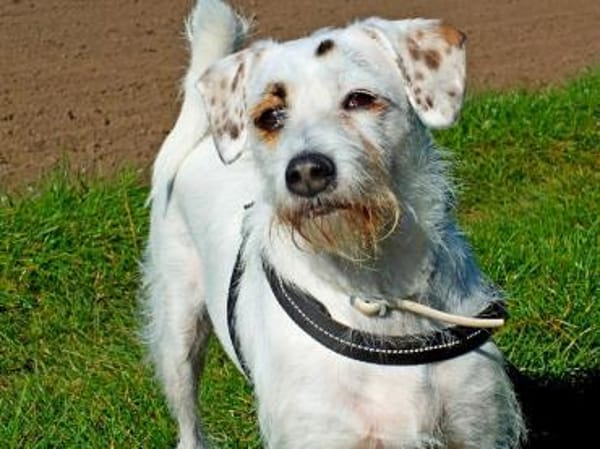 G I N O - sucht Terrier-Kenner......