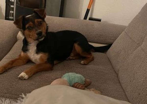 Charlie sucht sein liebevolles Zuhause