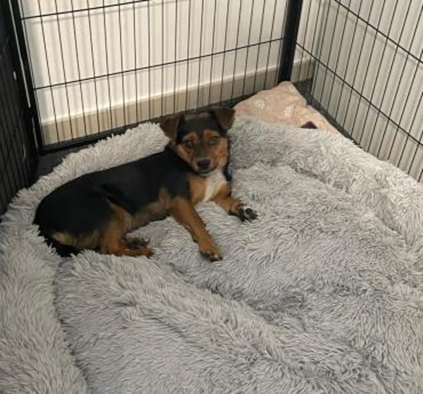 Charlie sucht sein liebevolles Zuhause