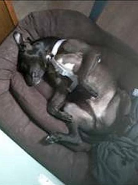 SPIKE - sucht dringend neues Zuhause....