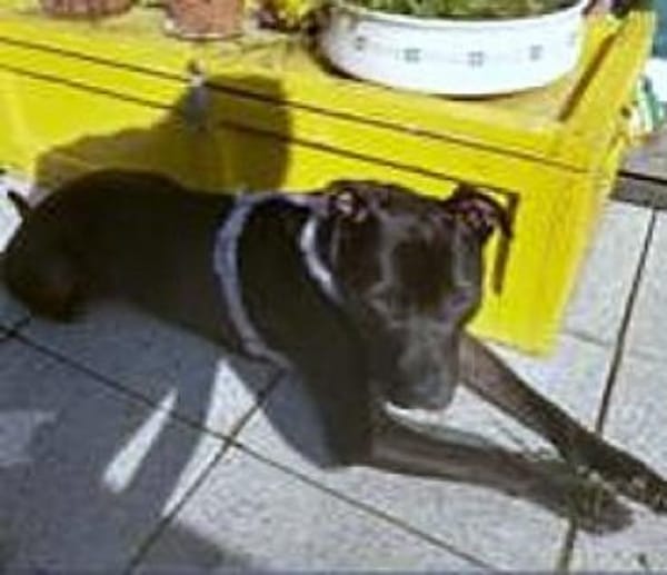 SPIKE - sucht dringend neues Zuhause....