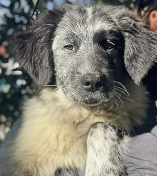 süßer Tino 💙 sucht seine Menschen