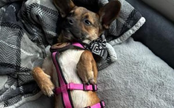 Kleine Shazia wartet auf ihr Zuhause