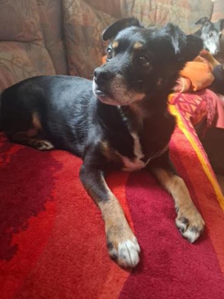 Senior Yanko2 sucht einen Gnadenplatz