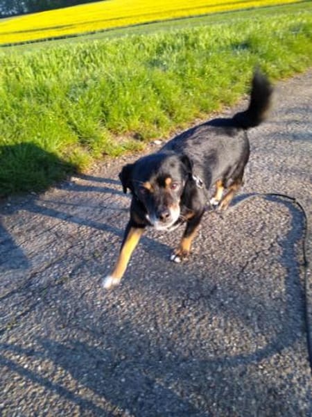 Senior Yanko2 sucht einen Gnadenplatz