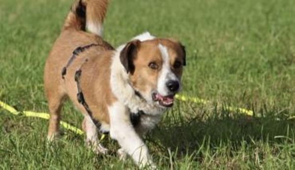 Max sucht seine Familie 💙