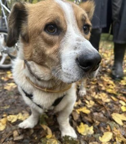 Max sucht seine Familie 💙