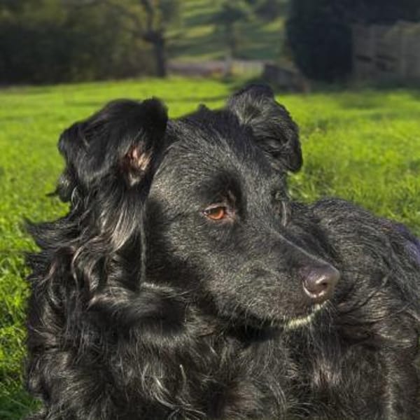 Bella das Wusel-Gusel