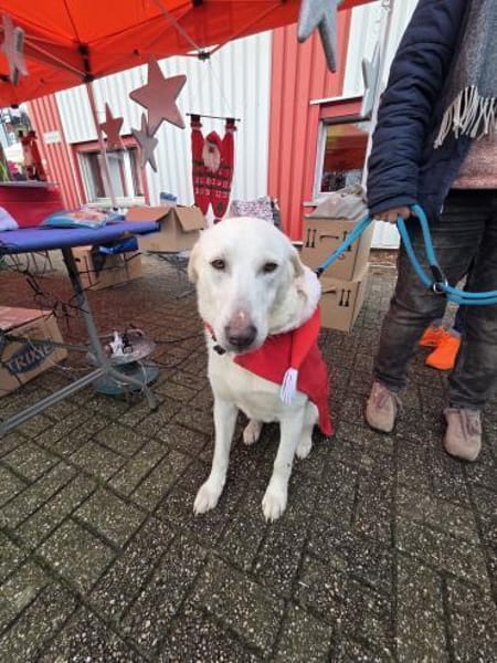 Malea 💜sucht ihr Zuhause