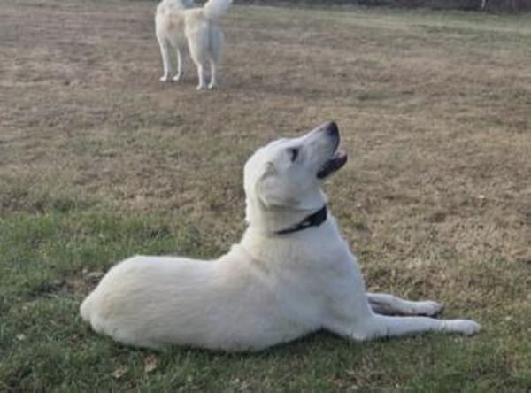 Malea 💜sucht ihr Zuhause