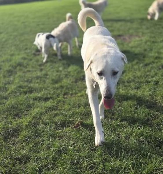 Malea 💜sucht ihr Zuhause