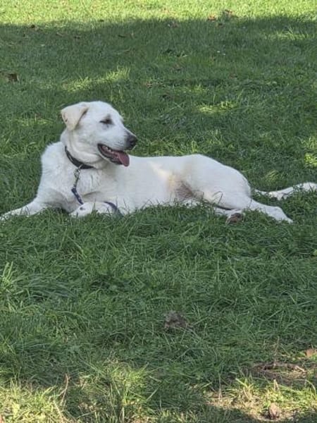 Malea 💜sucht ihr Zuhause