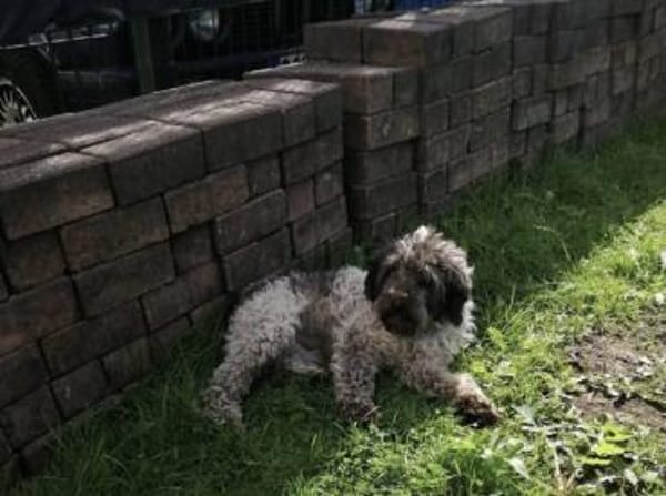 Olsen sucht seine Menschen