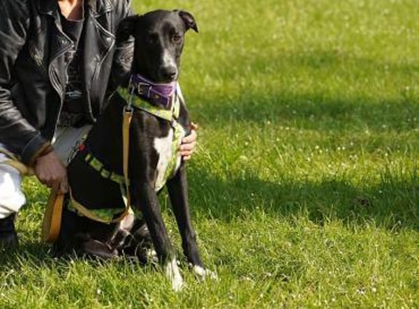 Tajo sucht sein Zuhause