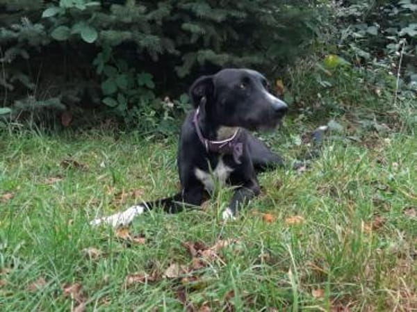 Tajo sucht sein Zuhause