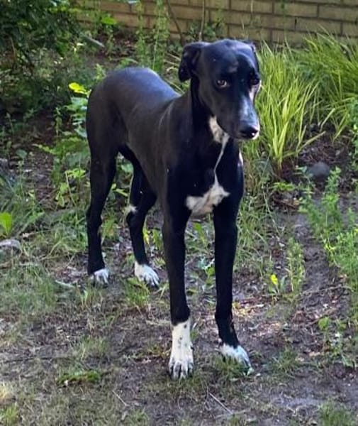 Tajo sucht sein Zuhause