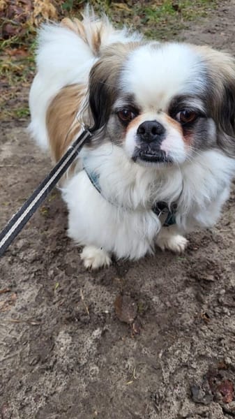 Toller Chihuahuamix Medo sucht dich/euch