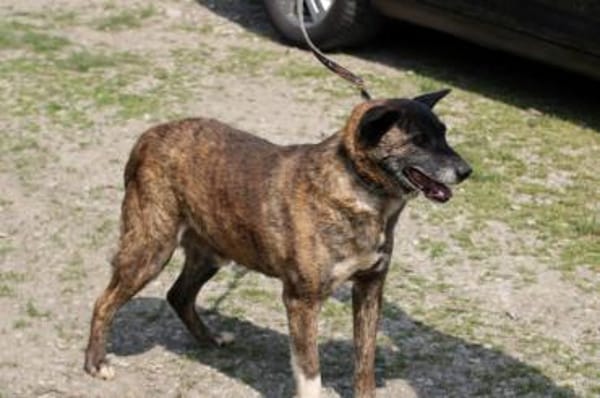 Leon -❤❤❤❤verschmuster, lieber Kerl