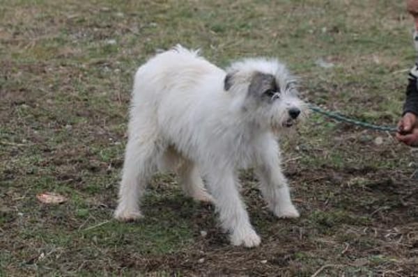 Chatan - hübscher Wuschelrüde