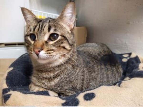 Monty sucht in Wohnungshaltung