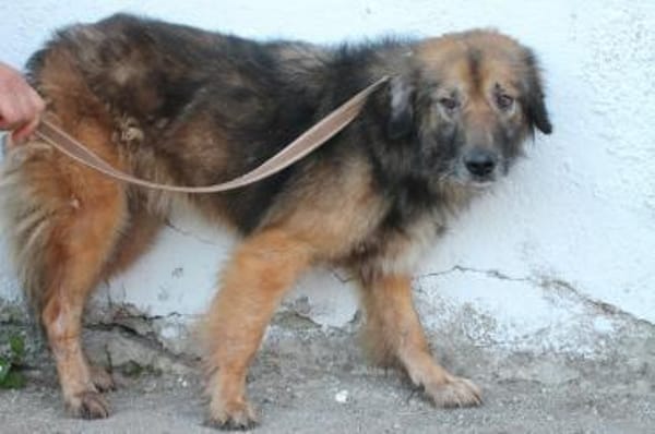 Minzi - verschmuste liebe Hündin