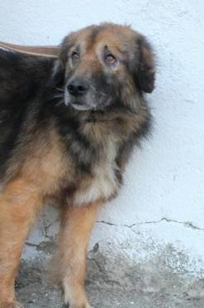 Minzi - verschmuste liebe Hündin