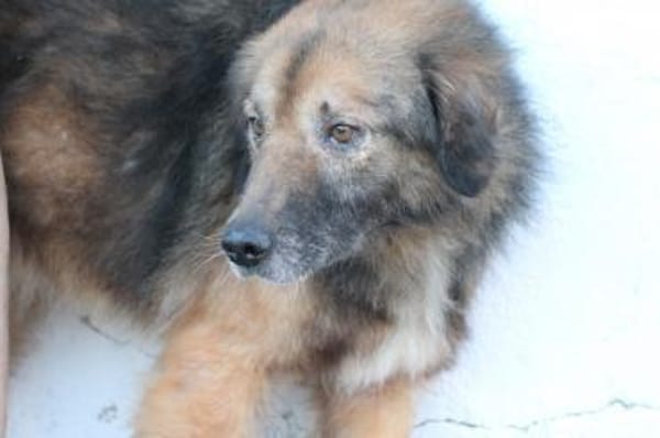 Minzi - verschmuste liebe Hündin