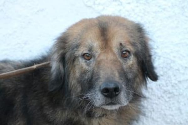 Minzi - verschmuste liebe Hündin