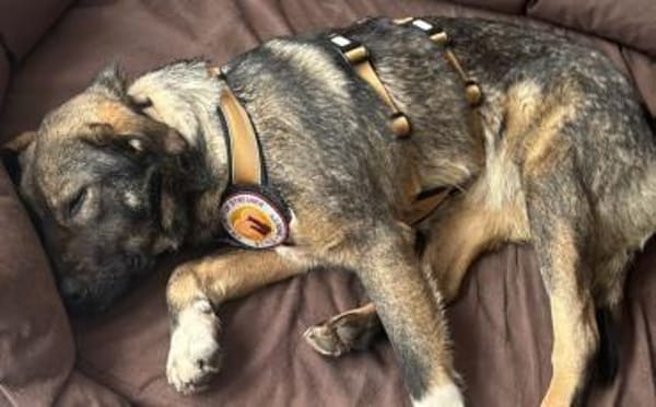 Celi wartet auf dich