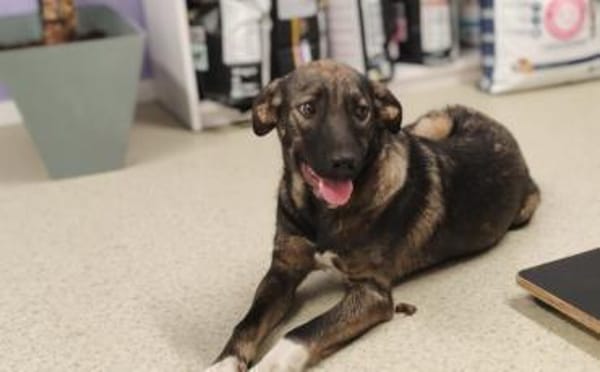 Celi wartet auf dich