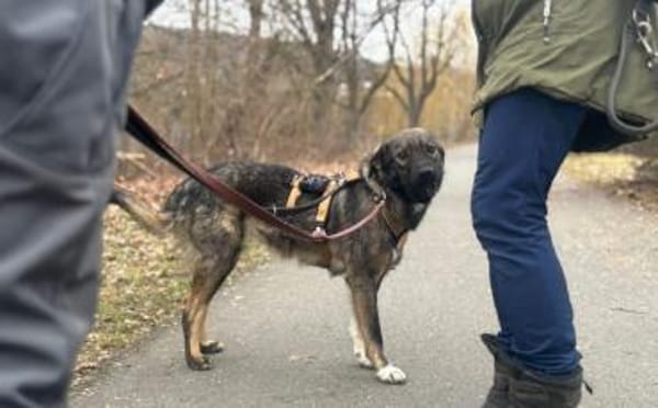 Celi wartet auf dich