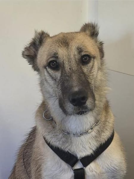 Kuki ❤ sucht ihre Familie