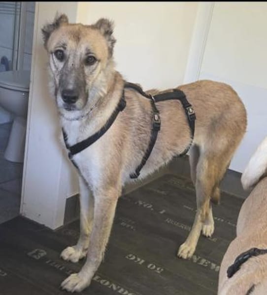 Kuki ❤ sucht ihre Familie