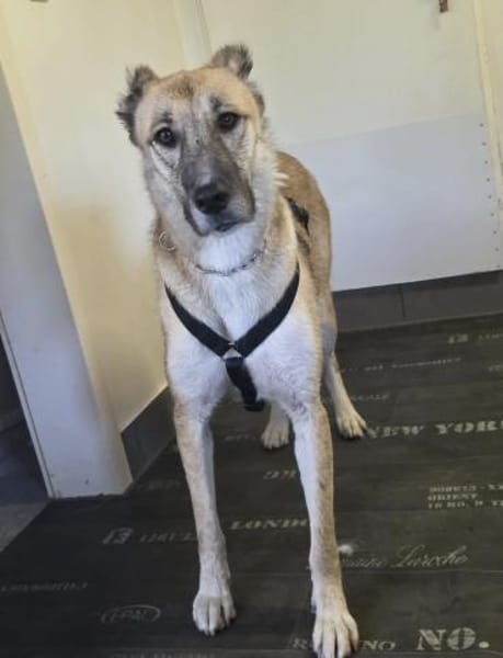 Kuki ❤ sucht ihre Familie