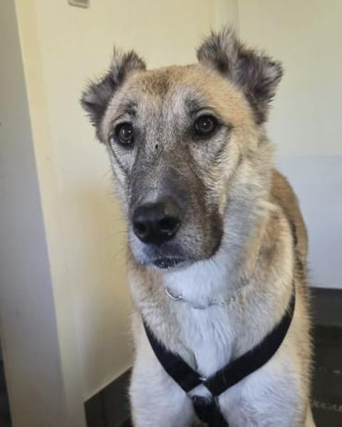 Kuki ❤ sucht ihre Familie