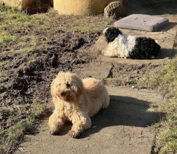 Dringend Pflegestelle gesucht