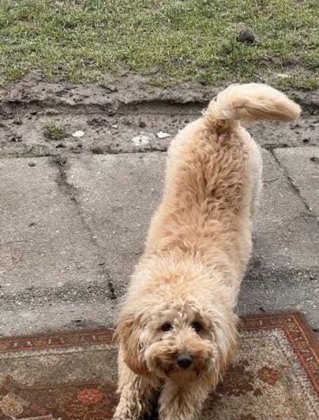 Dringend Pflegestelle gesucht