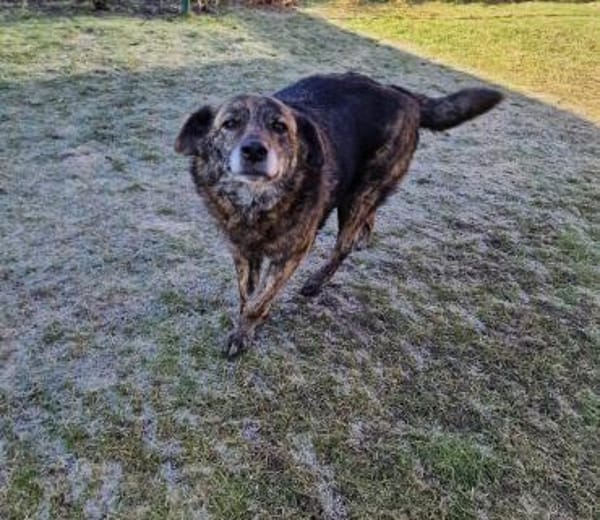 Shadow - sucht seinen Schatten 🍀