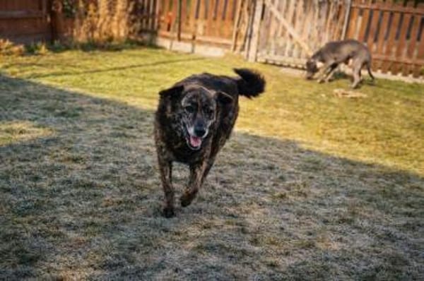 Shadow - sucht seinen Schatten 🍀