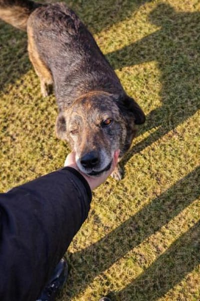 Shadow - sucht seinen Schatten 🍀