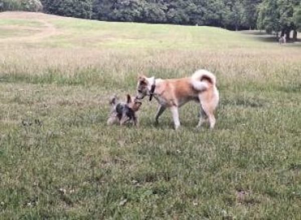 Timmy jetzt Abu 48 cm (Pflegestelle)