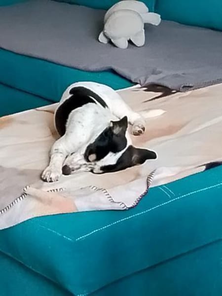 Ares sucht seine Familie