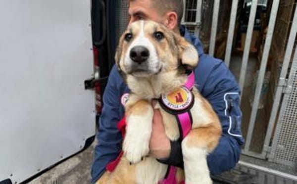 Darf Hena bei dir einziehen?