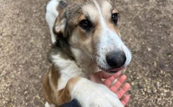 Darf Hena bei dir einziehen?