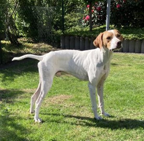 PLUTO 🌟 Zuckerschnute sucht Zuhause!