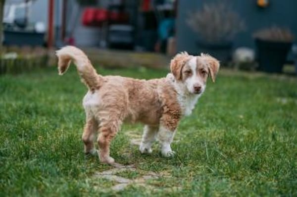 Fotti Mischling Rüde 4 Monate in 41751