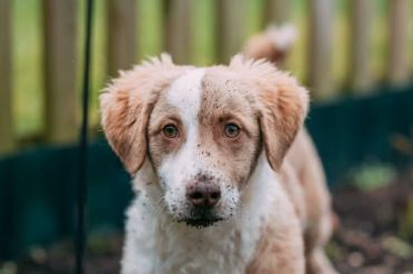 Fotti Mischling Rüde 4 Monate in 41751