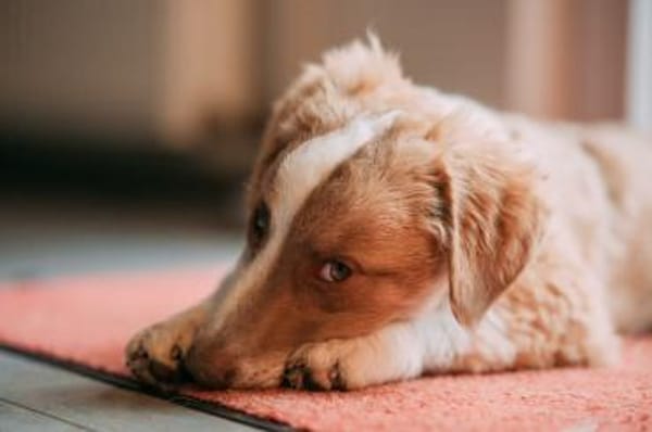 Fotti Mischling Rüde 4 Monate in 41751