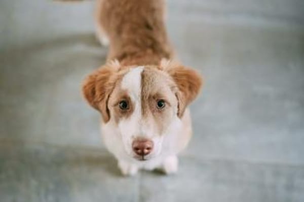 Fotti Mischling Rüde 4 Monate in 41751